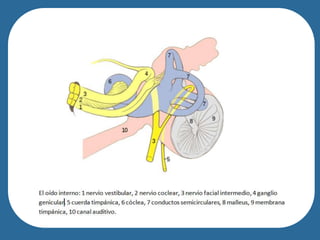 people of French-Canadian/Cajun heritage.
 