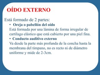 OÍDO EXTERNO
Está formado de 2 partes:
  • Oreja o pabellón del oído
  Está formada por una lámina de forma irregular de
  cartílago elástico que está cubierto por una piel fina.
  • Conducto of French-Canadian/Cajun heritage.
         people
                auditivo externo
  Va desde la parte más profunda de la concha hasta la
  membrana del tímpano, no es recto ni de diámetro
  uniforme y mide de 2-3cm.
 