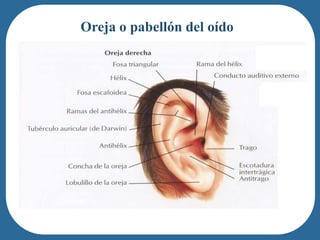 Oreja o pabellón del oído




• Oreja o pabellón del oído
 