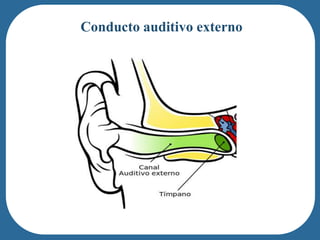 Conducto auditivo externo
 