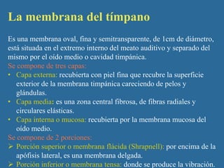 La membrana del tímpano
Es una membrana oval, fina y semitransparente, de 1cm de diámetro,
está situada en el extremo interno del meato auditivo y separado del
mismo por el oído medio o cavidad timpánica.
Se compone de tres capas:
• Capa externa: recubierta con piel fina que recubre la superficie
   exterior de la membrana timpánica careciendo de pelos y
   glándulas.
• Capa media: es una zona central fibrosa, de fibras radiales y
   circulares elásticas.
• Capa interna o mucosa: recubierta por la membrana mucosa del
   oído medio.
Se compone de 2 porciones:
 Porción superior o membrana flácida (Shrapnell): por encima de la
   apófisis lateral, es una membrana delgada.
 Porción inferior o membrana tensa: donde se produce la vibración.
 
