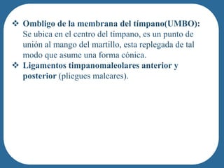  Ombligo de la membrana del tímpano(UMBO):
  Se ubica en el centro del tímpano, es un punto de
  unión al mango del martillo, esta replegada de tal
  modo que asume una forma cónica.
 Ligamentos timpanomaleolares anterior y
  posterior (pliegues maleares).
 