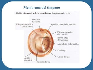 Membrana del tímpano
 