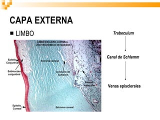 CAPA EXTERNA LIMBO Trabeculum Canal de Schlemm Venas episclerales 