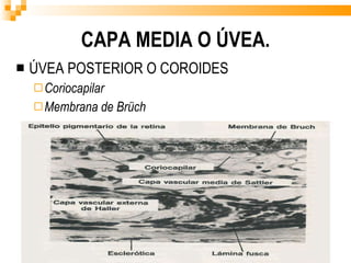CAPA MEDIA O ÚVEA. ÚVEA POSTERIOR O COROIDES Coriocapilar Membrana de Brüch 