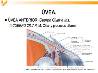 ÚVEA. ÚVEA ANTERIOR:  Cuerpo Ciliar e Iris. CUERPO CILIAR:  M. Ciliar y procesos ciliares. 