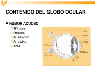 CONTENIDO DEL GLOBO OCULAR HUMOR ACUOSO 99% agua Proteínas Ac. Ascórbico Ac. Láctico Iones 