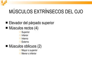 MÚSCULOS EXTRÍNSECOS DEL OJO Elevador del párpado superior Músculos rectos (4) Superior Inferior Interno  Externo Músculos oblicuos (2) Mayor o superior Menor o inferior 