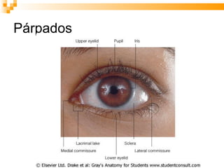 Párpados 