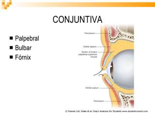 CONJUNTIVA Palpebral Bulbar Fórnix 