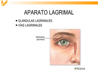 APARATO LAGRIMAL GLÁNDULAS LAGRIMALES  VÍAS LAGRIMALES 