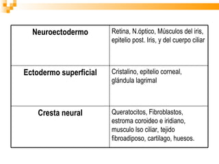 Neuroectodermo Retina, N.óptico, Músculos del iris, epitelio post. Iris, y del cuerpo ciliar Ectodermo superficial Cristalino, epitelio corneal, glándula lagrimal  Cresta neural Queratocitos, Fibroblastos, estroma coroideo e iridiano, musculo lso ciliar, tejido fibroadiposo, cartilago, huesos. 