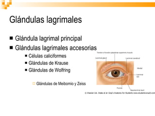 Glándulas lagrimales Glándula lagrimal principal Glándulas lagrimales accesorias Células caliciformes Glándulas de Krause Glándulas de Wolfring Glándulas de Meibomio y Zeiss 