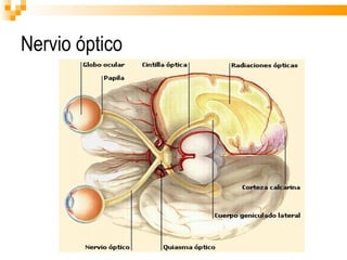 Nervio óptico 