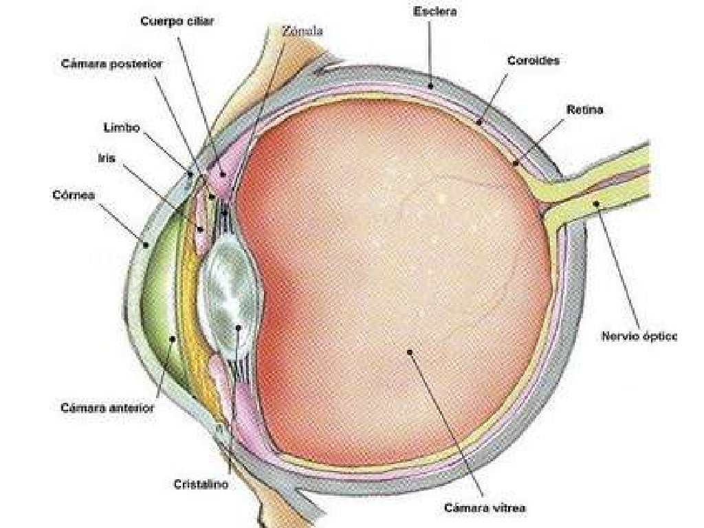 Anatomia del ojo animal