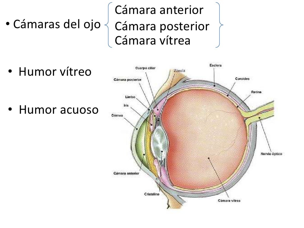Anatomia del ojo animal