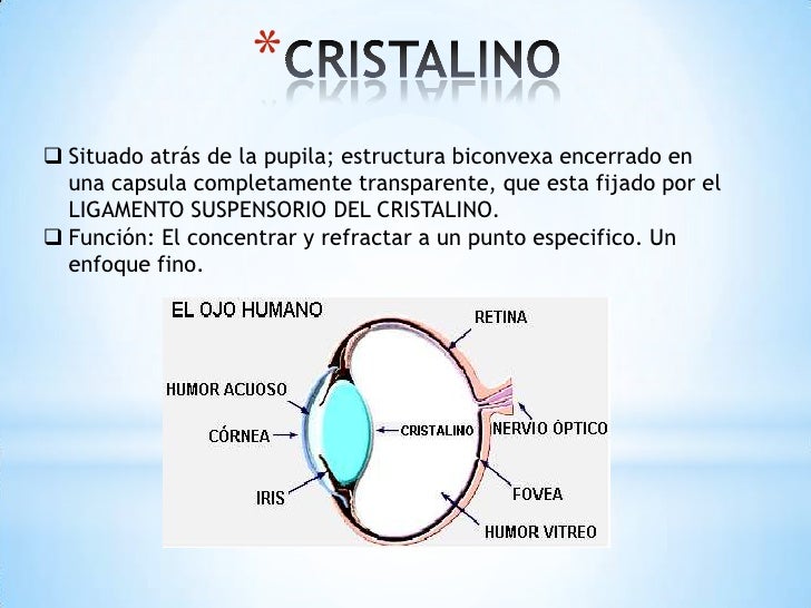 Anatomia del ojo