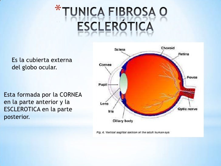 Anatomia del ojo