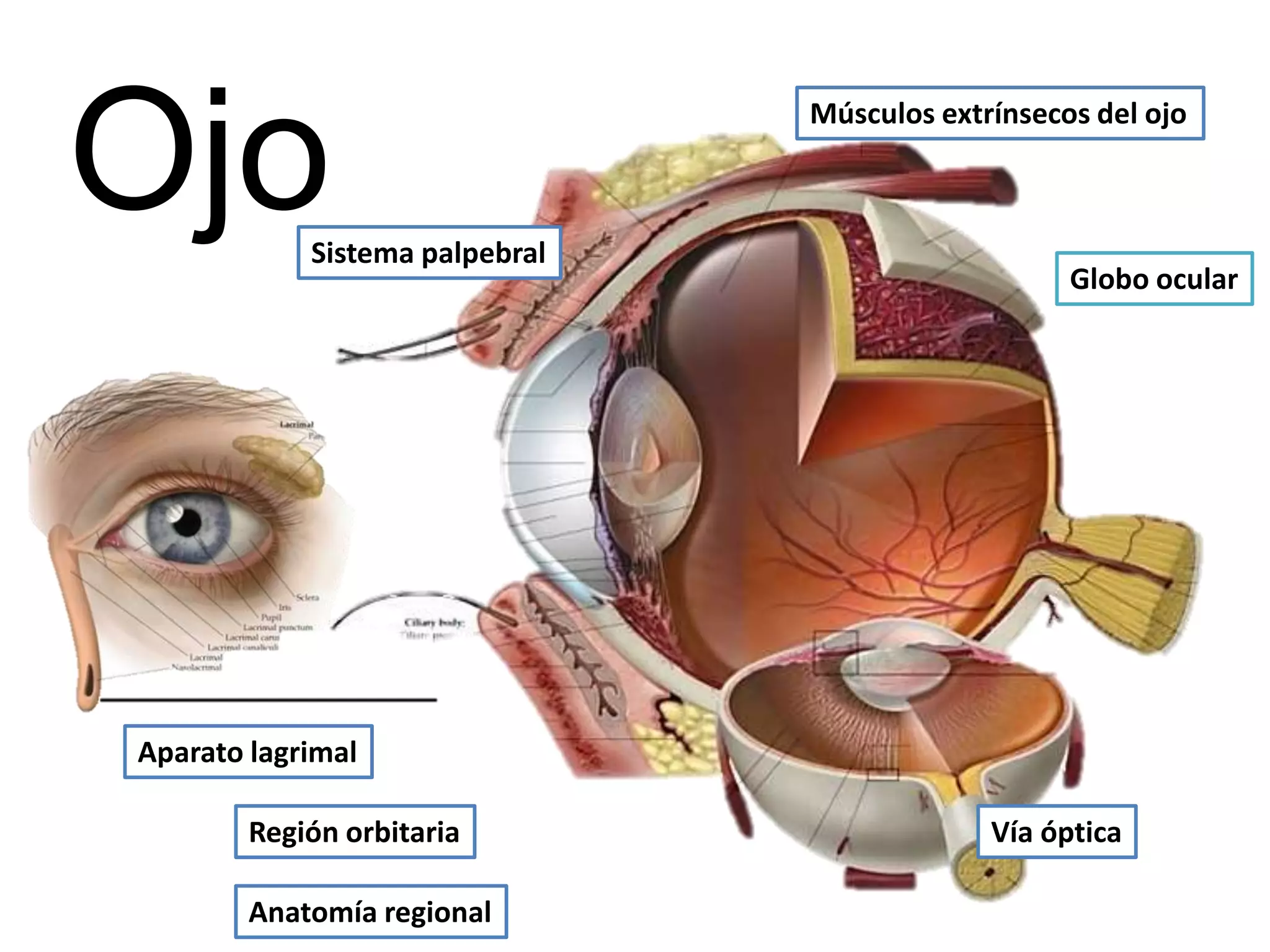 Anatomía Del Ojo Humano Ppt Diapositivas Sobre La Anatomía Del Ojo Y