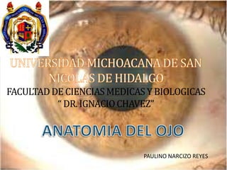 Anatomia del ojo Slide 1
