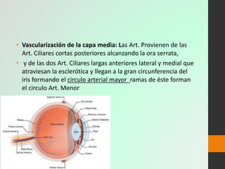 Anatomia del ojo Slide 14