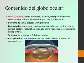 Anatomia del ojo Slide 19