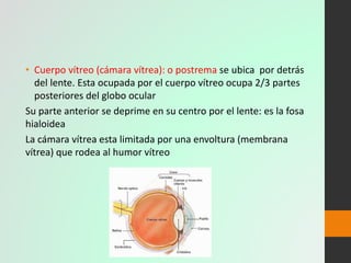 Anatomia del ojo Slide 20