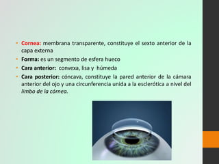 Anatomia del ojo Slide 8