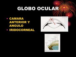 GLOBO OCULAR
• CAMARA
ANTERIOR Y
ANGULO
• IRIDOCORNEAL
 