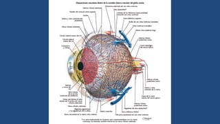 Anatomia y Fisiologia del sistema visual | PPTX