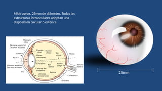 Anatomia y Fisiologia del sistema visual | PPTX