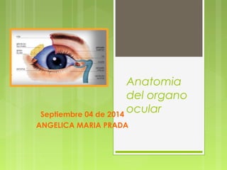Anatomia 
del organo 
ocular Septiembre 04 de 2014 
ANGELICA MARIA PRADA 
 