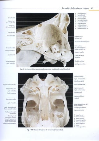Anatomia de los animales Domesticos - Köning TOMO 1 (SPG).pdf
