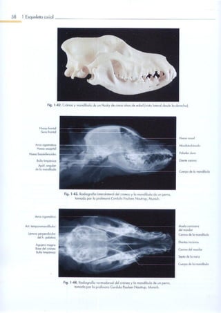 Anatomia de los animales Domesticos - Köning TOMO 1 (SPG).pdf