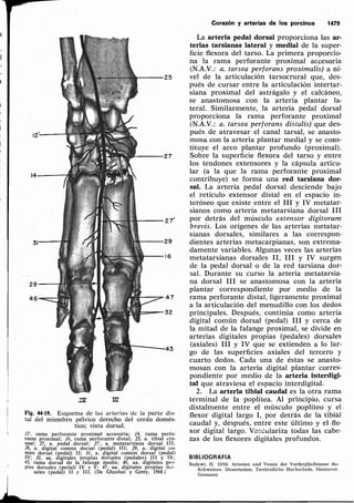 Anatomía de los animales domésticos. Tomo 2. Sisson y Grossman