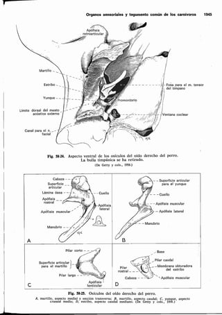 Anatomía de los animales domésticos. Tomo 2. Sisson y Grossman