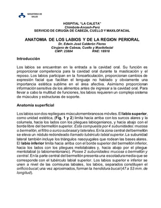 HOSPITAL “LA CALETA”
Chimbote-Ancash-Perú
SERVICIO DE CIRUGÍA DE CABEZA, CUELLO Y MAXILOFACIAL
ANATOMIA DE LOS LABIOS Y DE LA REGION PERIORAL
Dr. Edwin José Calderón Flores
Cirujano de Cabeza, Cuello y Maxilofacial
CMP: 23884 RNE: 18918
Introducción
Los labios se encuentran en la entrada a la cavidad oral. Su función es
proporcionar competencia para la cavidad oral durante la masticación y el
reposo. Los labios participan en la fonoarticulación, proporcionan cambios de
expresión facial que facilitan el lenguaje no hablado y obviamente una
importancia estética sublime en el área afectiva. Asimismo proporcionan
información sensitiva de los alimentos antes de ingresar a la cavidad oral. Para
llevar a cabo la multitud de funciones, los labios requieren un complejo sistema
de músculos y estructuras de soporte.
Anatomía superficial
Los labios sondos repliegues músculomembranosos móviles. Ellabio superior,
como unidad estética, (Fig. 1 y 2) limita hacia arriba con los surcos alares y la
columela, hacia los lados con los pliegues labiogenianos, y hacia abajo con el
borde libre del bermellón superior. Esta compuesta por4 subunidades:mucosa
o bermellón,elfiltro o surcosubnasaly laterales.Enla zona central delbermellón
se eleva un nódulo redondeado llamado tubérculo labial superior.La subunidad
lateral también incluye los triángulos nasoyugales que rodean las bases alares.
El labio inferior limita hacia arriba con el borde superior del bermellón inferior,
hacia los lados con los pliegues melolabiales y, hacia abajo por el pliegue
mentolabial (o labiomentoniano). Posee 2 subunidades: mucosa o bermellón y
central.En la parte central del bermellónpresenta una escotaduramedia que se
corresponde con el tubérculo labial superior. Los labios superior e inferior se
unen a nivel de las comisuras labiales, los labios, separados constituyen el
orificiobucal;una vez aproximados,forman la hendidura bucal (47 a 53 mm.de
longitud).
 