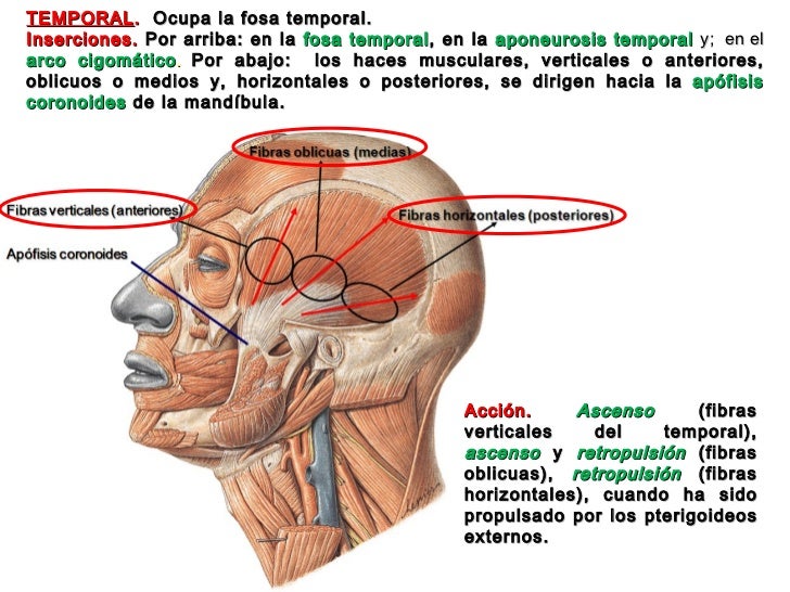 Bubnovsky la metodología de los ejercicios sheynogo del departamento