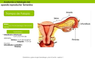 anatomia de los organos pelvicos femeninos pptx | PPTX