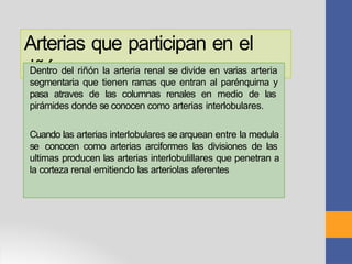 ANATOMIA DE LOS RIÑONES Y MAS EN LA SALUS.pptx