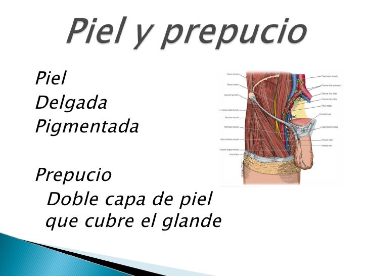 Partes Del Pene Humano Enfermedades Del Pene Enfermedades Comunes Y Partes Del Pene Humano Enfermedades Del Pene Enfermedades Comunes Y