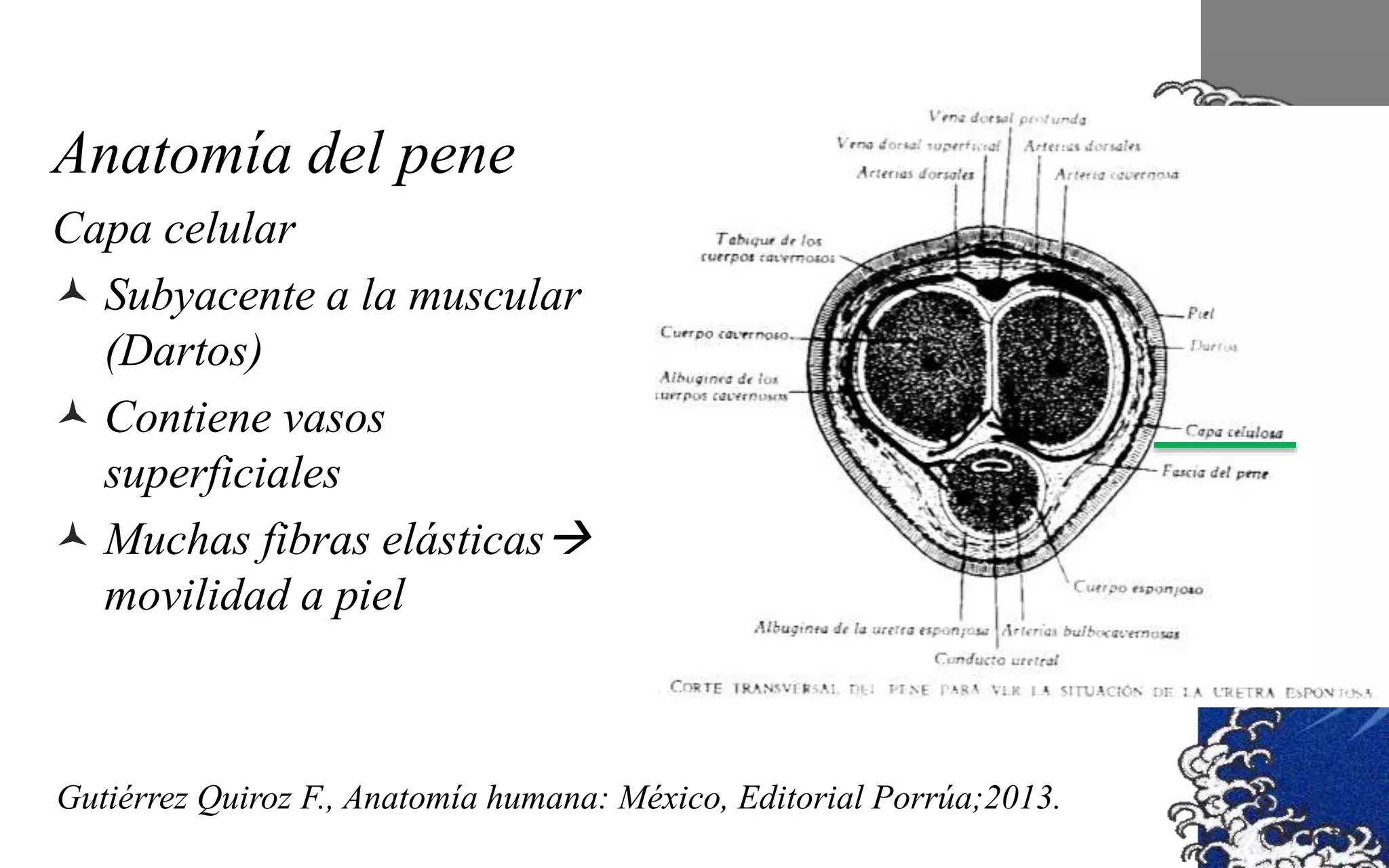 Anatomia del pene | PPTX