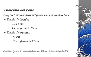 anatomia-del-pene-pptx