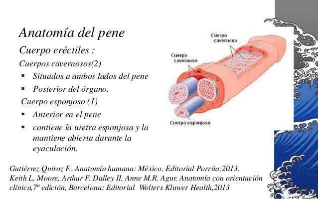 Anatomia del pene
