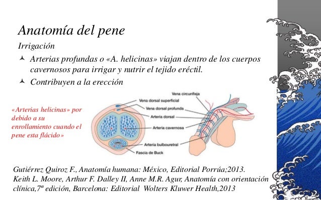 Anatomia del pene