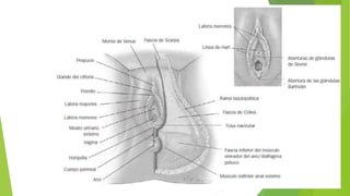 anatomia del perine vulva vagina.pptx