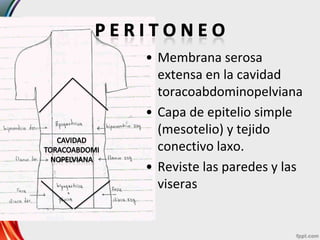 • Membrana serosa
  extensa en la cavidad
  toracoabdominopelviana
• Capa de epitelio simple
  (mesotelio) y tejido
  conectivo laxo.
• Reviste las paredes y las
  viseras
 