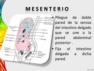 • Pliegue de doble
  pared de la serosa
  del intestino delgado
  que se une a la
  pared       abdominal
  posterior .
• Fija el intestino
  delgado a dicha
  pared.
 