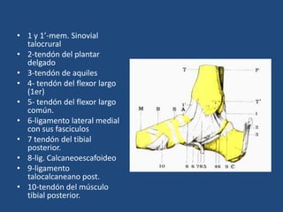 • 1 y 1’-mem. Sinovial
  talocrural
• 2-tendón del plantar
  delgado
• 3-tendón de aquiles
• 4- tendón del flexor largo
  (1er)
• 5- tendón del flexor largo
  común.
• 6-ligamento lateral medial
  con sus fasciculos
• 7 tendón del tibial
  posterior.
• 8-lig. Calcaneoescafoideo
• 9-ligamento
  talocalcaneano post.
• 10-tendón del músculo
  tibial posterior.
 