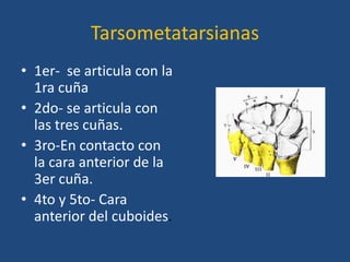 Tarsometatarsianas
• 1er- se articula con la
  1ra cuña
• 2do- se articula con
  las tres cuñas.
• 3ro-En contacto con
  la cara anterior de la
  3er cuña.
• 4to y 5to- Cara
  anterior del cuboides.
 